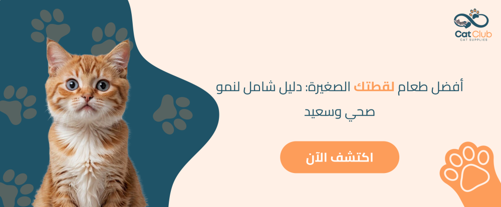 افضل طعام للقطط الصغيرة: دليل شامل لنمو صحي وسعيد