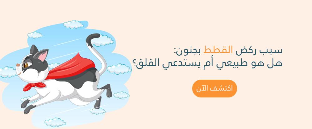 سبب ركض القطط بجنون: هل هو طبيعي أم يستدعي القلق؟