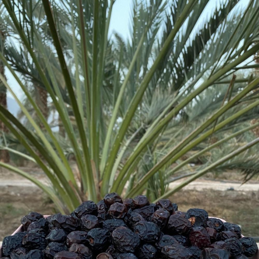 منتج رقمي - تعريف عن عجوة المدينة المنورة و فضائلهاInformation and definition of Ajwa dates of Medina and its virtues. Its price is 5 riyals.