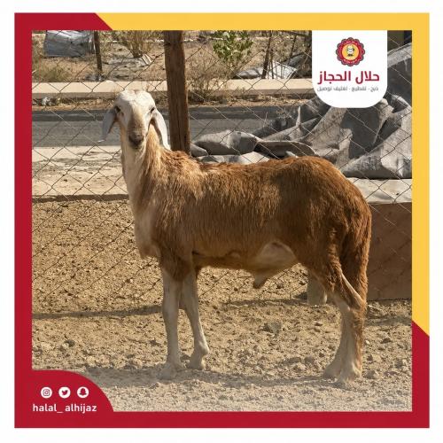 سواكني ثني