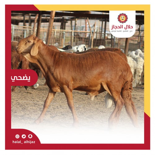 سواكني جذع كبير