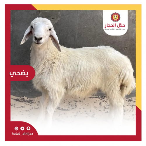 حري وسط كبير