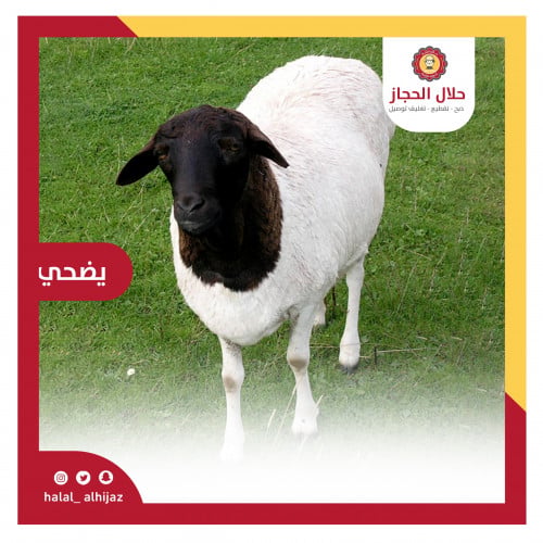 بربري تربية