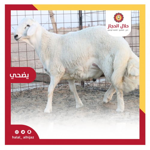 حري كبير