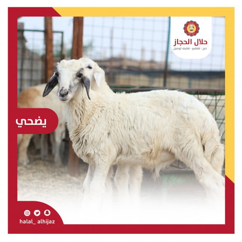 حري وسط