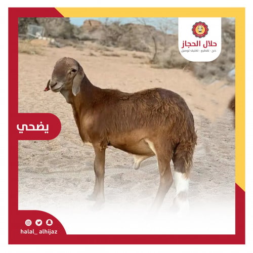 سواكني وسط