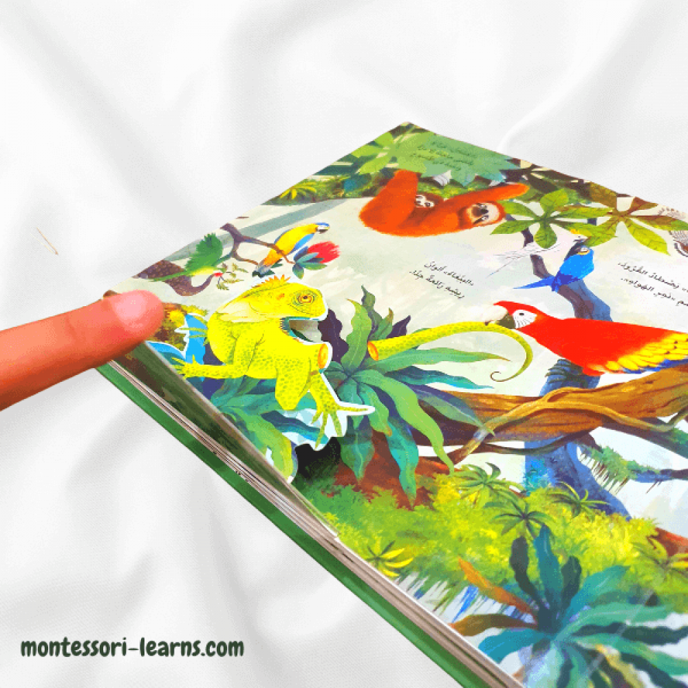 مملكة الحيوان ( الغابة)