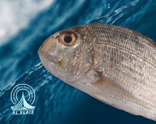 قرقفان ( بلدي )