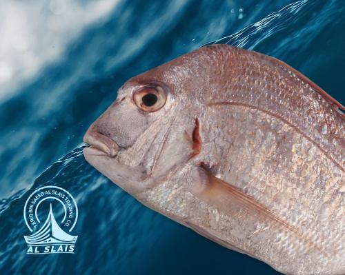 عندق كبير ( بلدي )