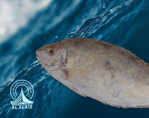 صويفي ( بلدي )