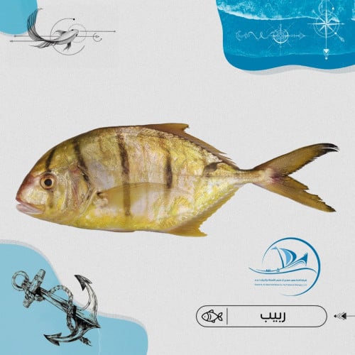 ربيب وسط بلدي