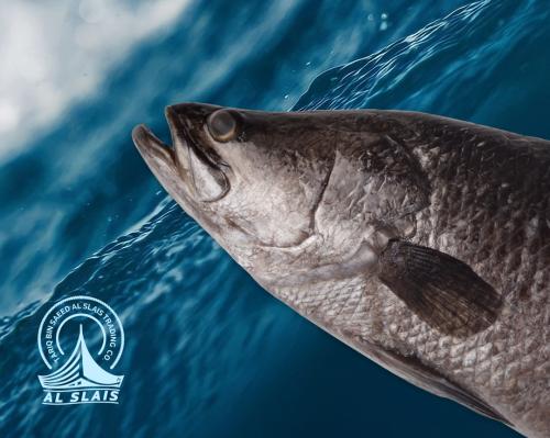 عروسة ( قاروص )