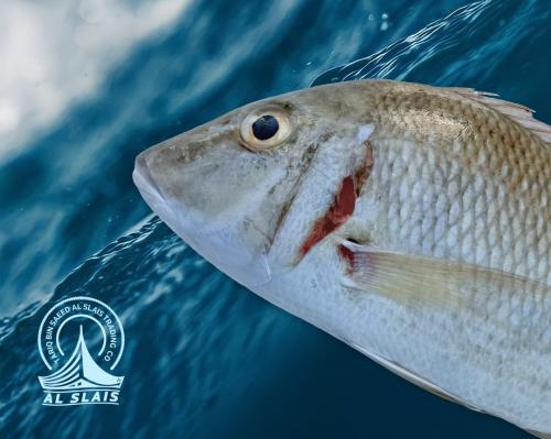 شعري وسط ( بلدي )