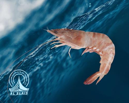 روبيان ( وسط )