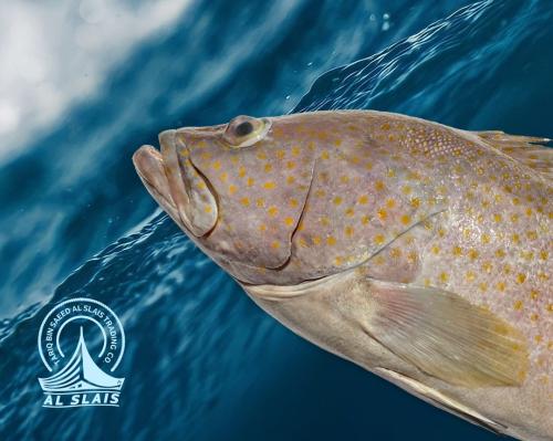 سمّان أحمر ( بلدي )