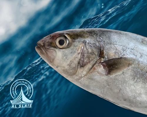 حمام عربي ( بلدي )