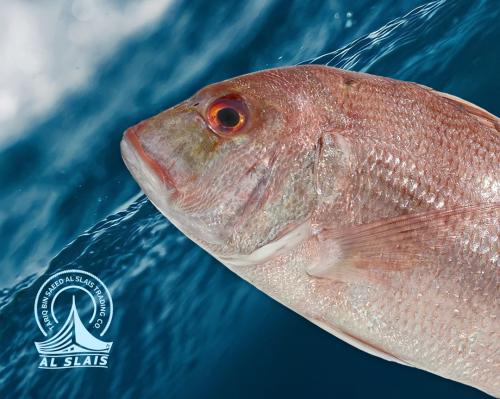 عندق عربي وسط ( عمان )