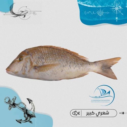 شعري كبير بلدي