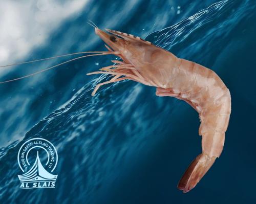 روبيان ( وسط كبير )