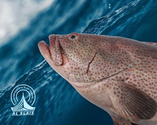 هامور عربي وسط  ( بلدي )