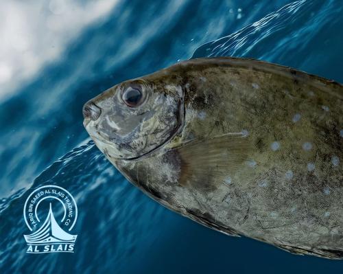 صافي ( عماني )