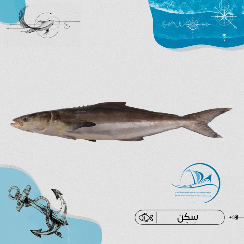 سِكن