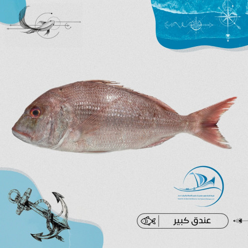 عندق كبير ( عماني )
