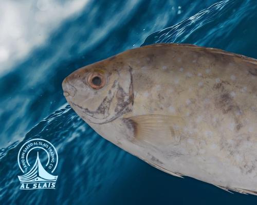 صافي ( بلدي )