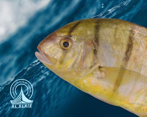 ربيب وسط ( بلدي )