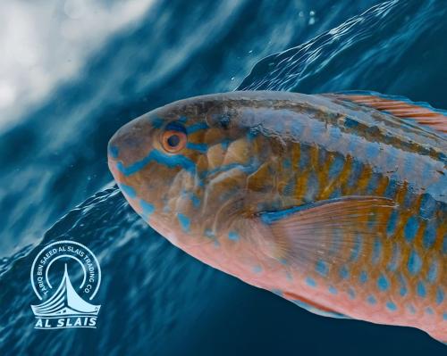 حريد - قيون وسط  ( عماني )