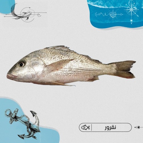 نقرور كبير