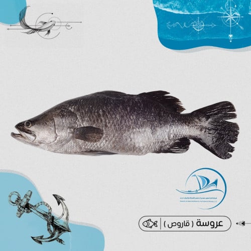عروسة 3000/2300 جرام