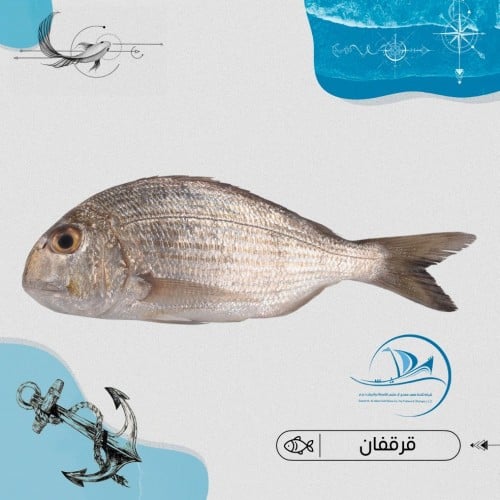 قرقفان بلدي