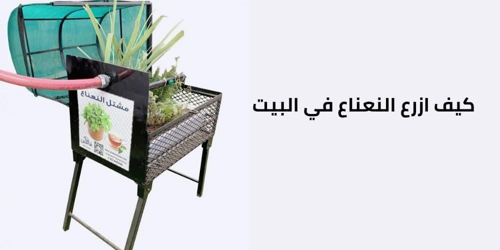 كيف ازرع النعناع في البيت