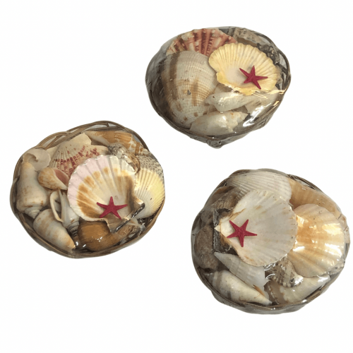 اصداف وقواقع منوعه للديكور واعمال الفنيه و الريزن ( قطعه واحده )