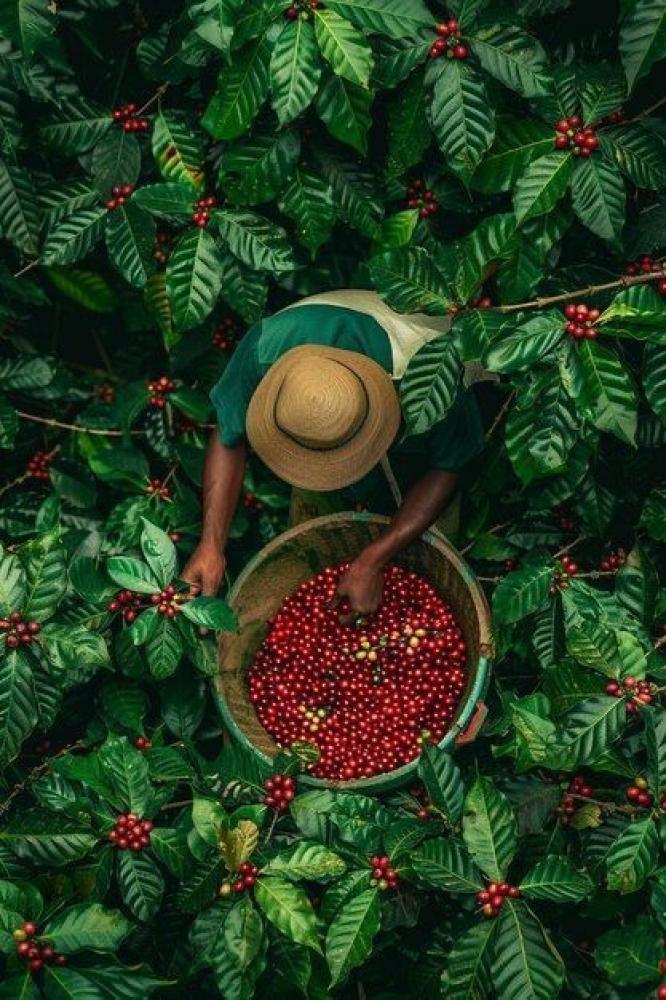 ماهي  القهوة المختصة ؟ و ماهو الفرق بينها وبين القهوة التجارية