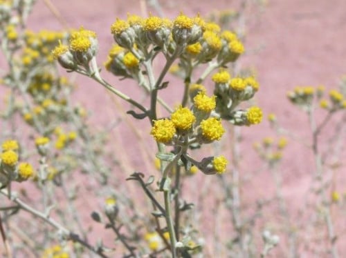قيصوم Achillea fragrantissima