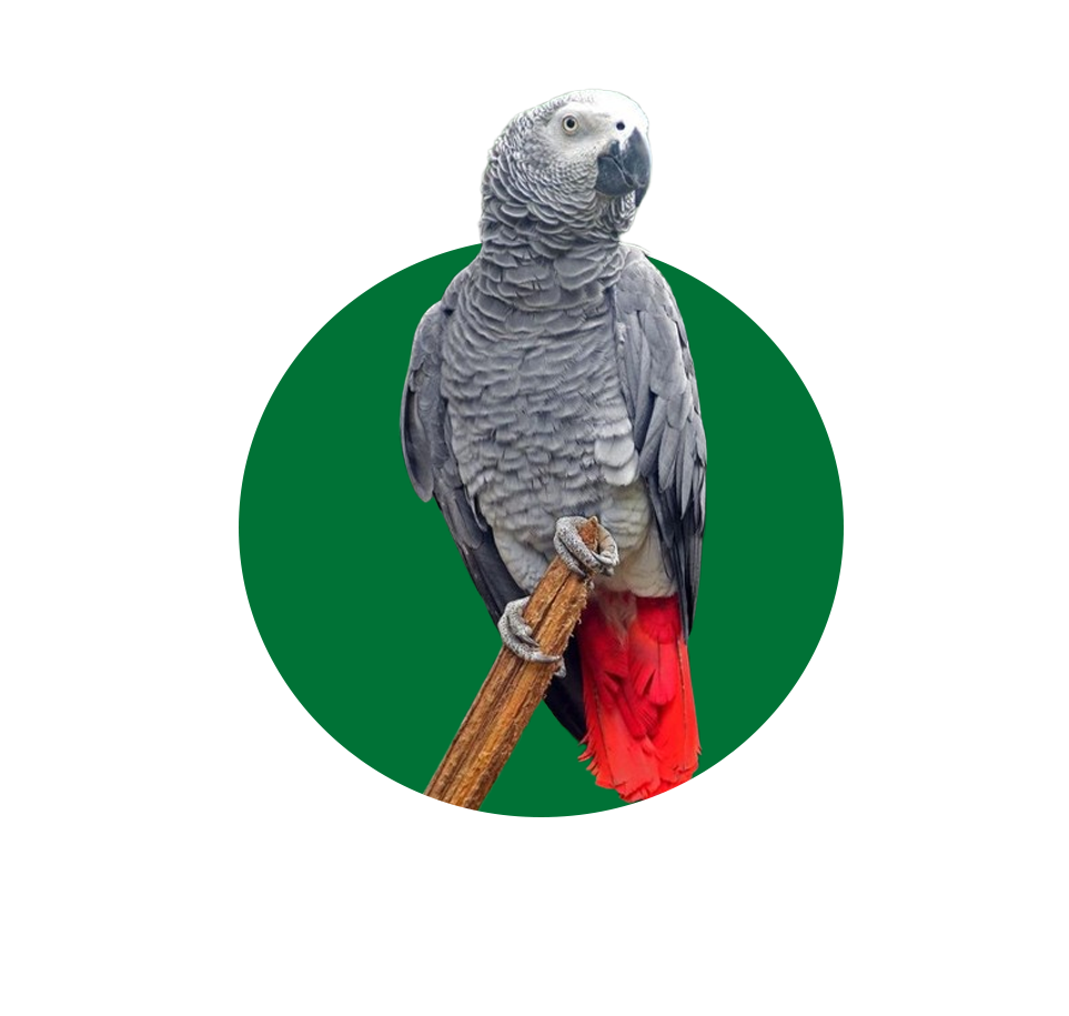 الطيور