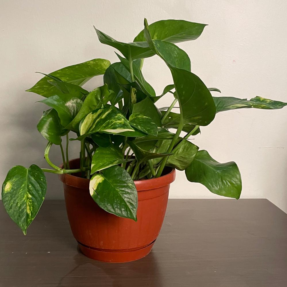 نباتات  ( بوتس )