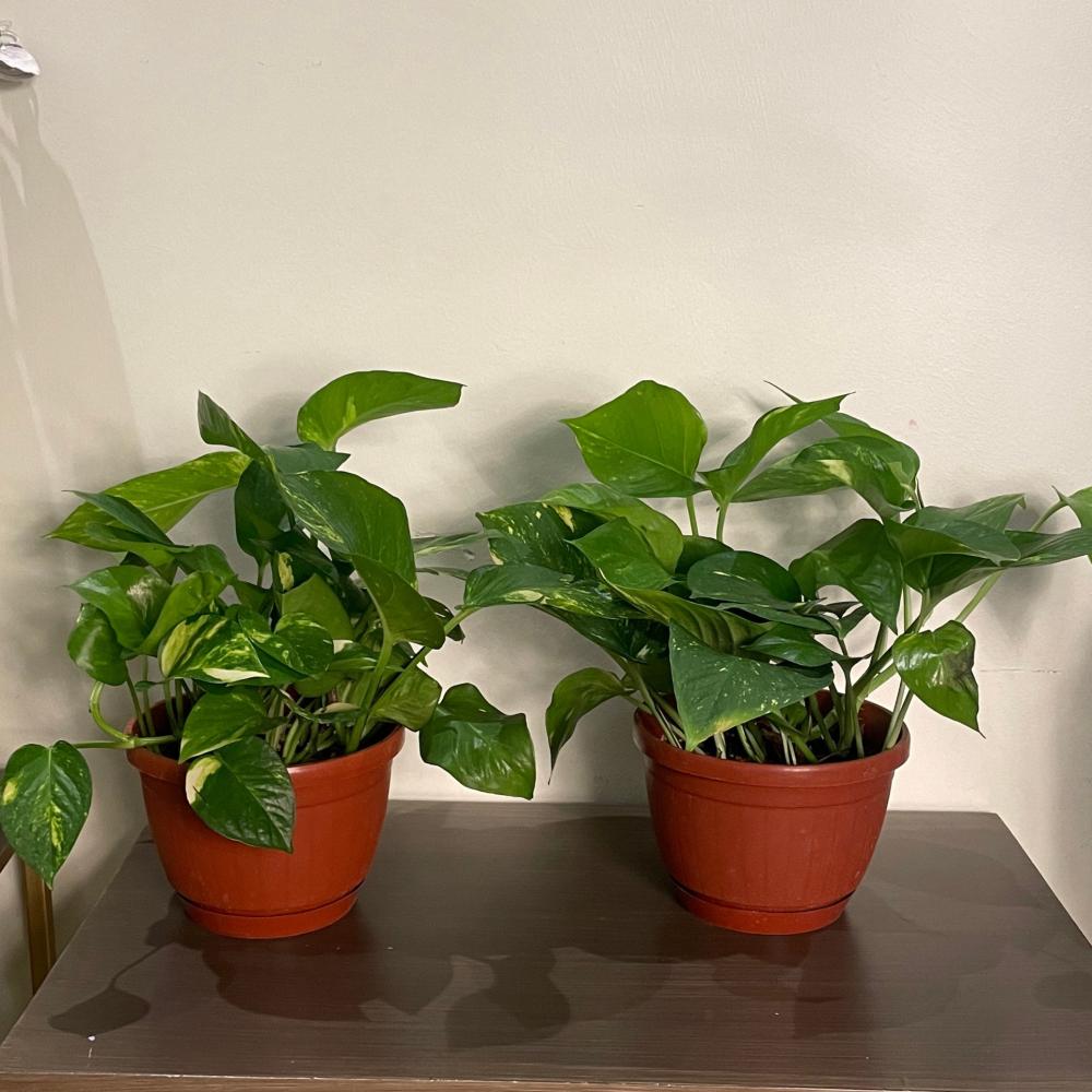 نباتات  ( بوتس )