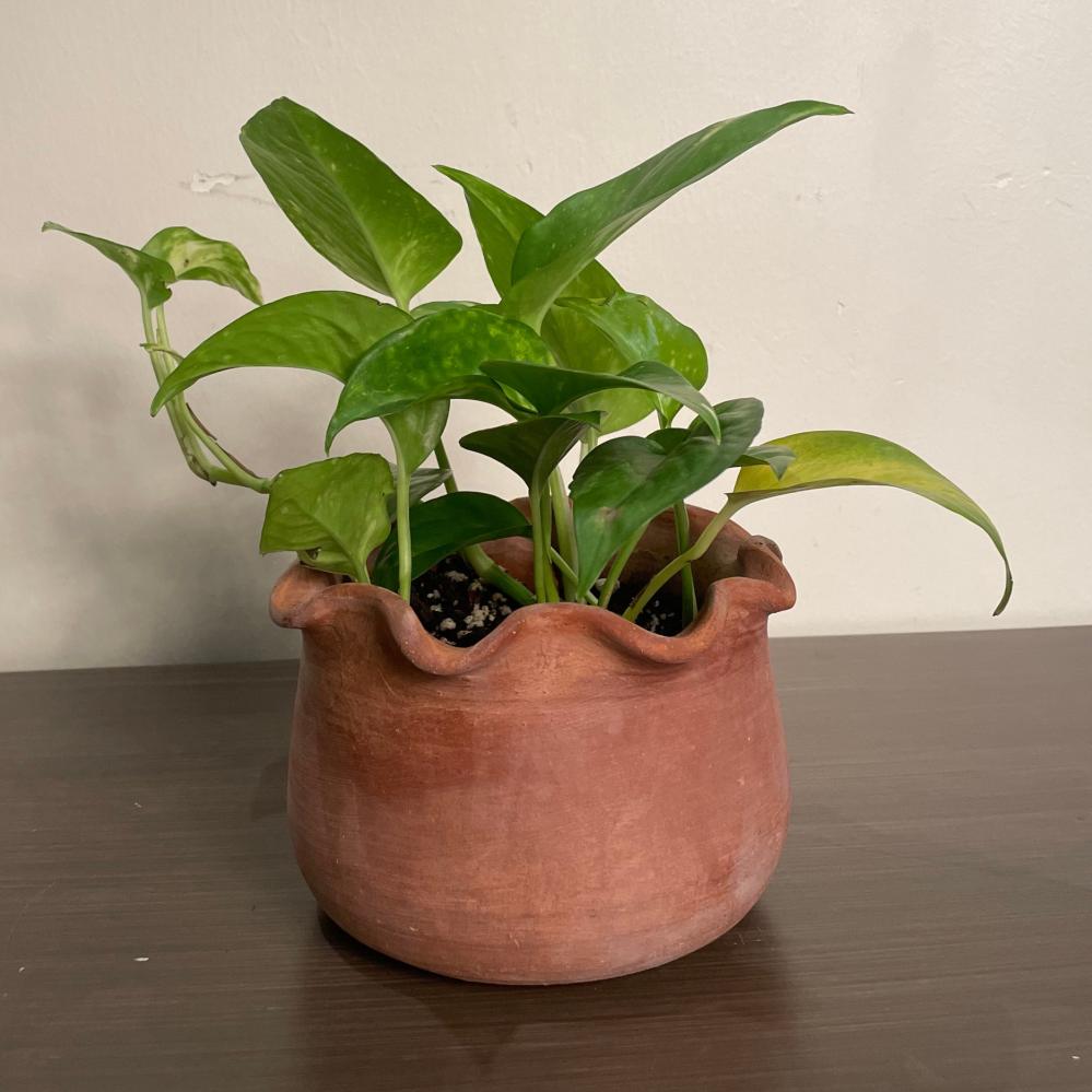 نباتات  ( بوتس )