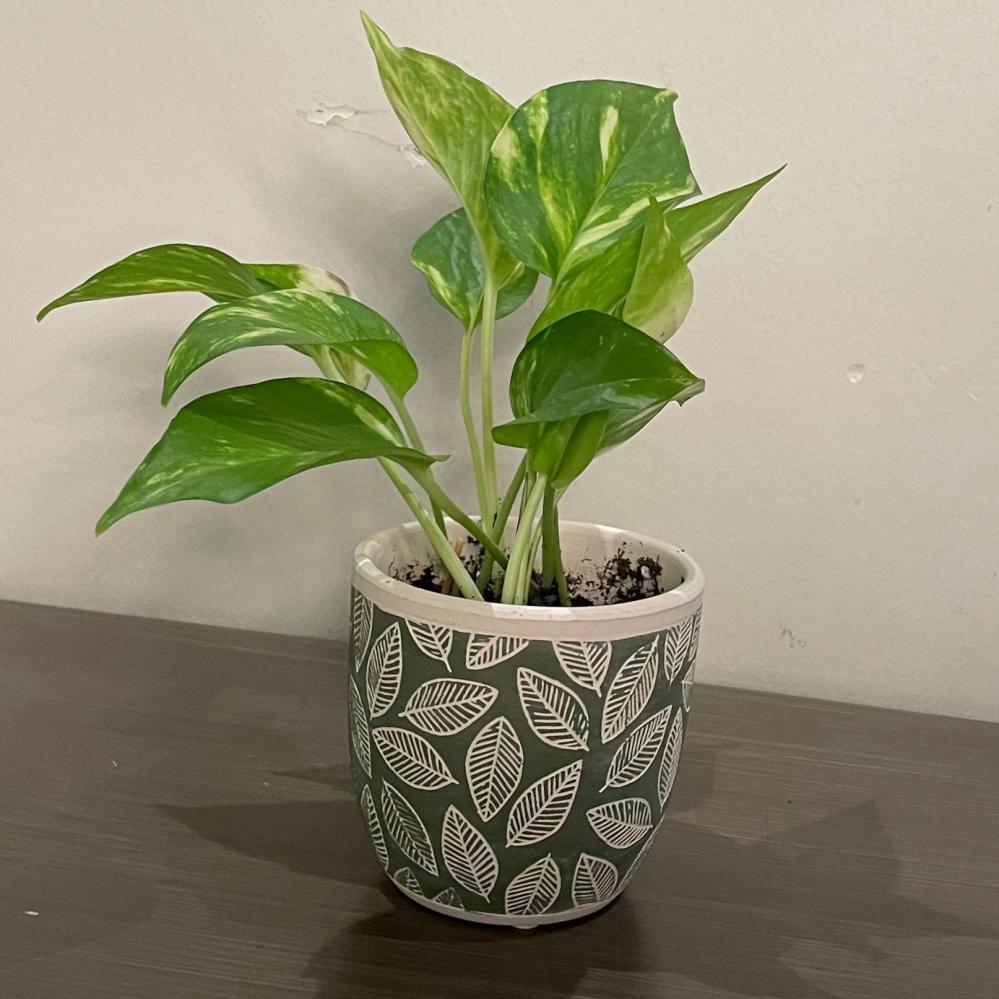 نباتات  ( بوتس )