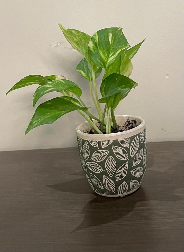 نباتات  ( بوتس )