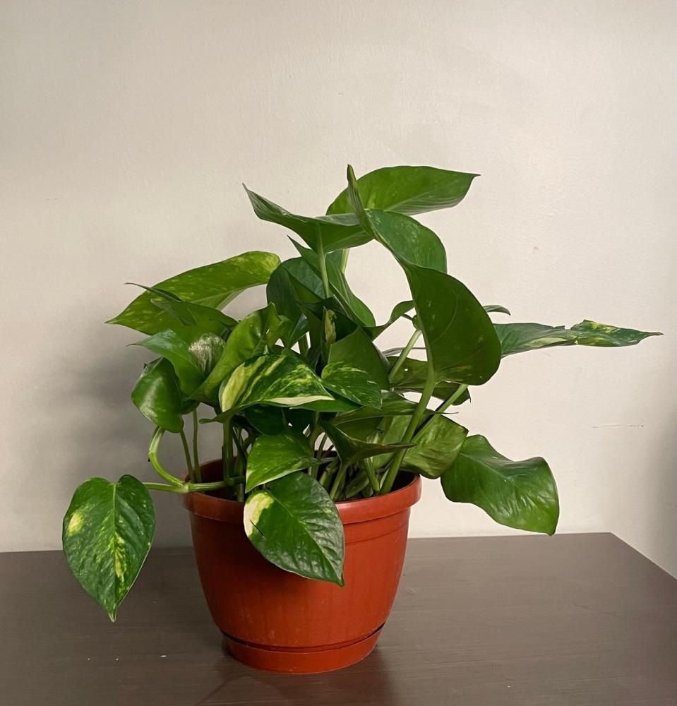 نباتات  ( بوتس )