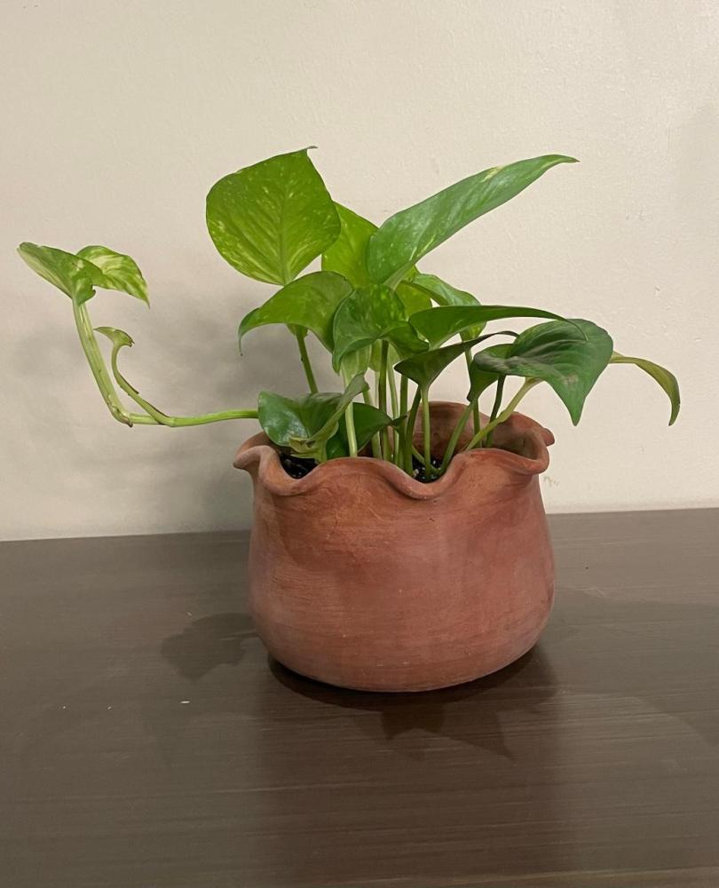 نباتات  ( بوتس )