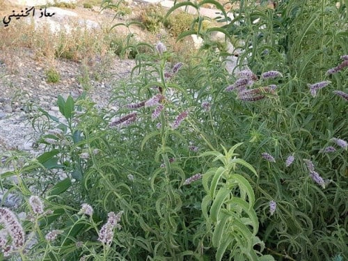 حبق بري مقدار ملعقة وسط من البذور Mentha longifoli...