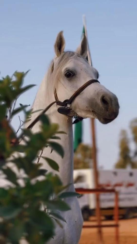 أفضل أنواع الخيل: الشعبي، العربي الواهو، الثروبريد، والفريزيان | متجر الهاشم للوازم الفروسية