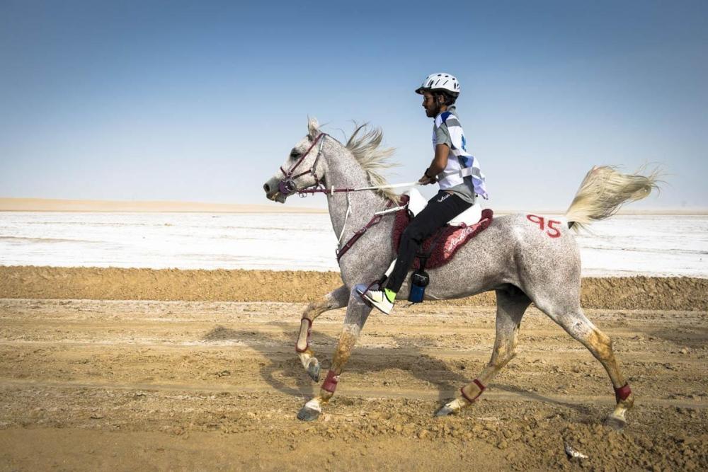 مستلزمات الخيل ومقاساتها المتعارفة