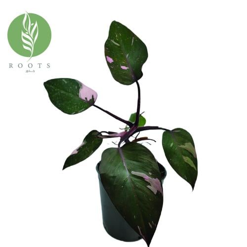 فيلودندرون الاميره الورديه
