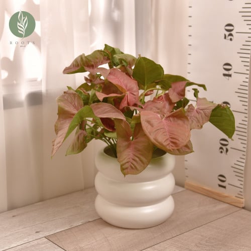 سنجونيوم وردي Syngonium Pink